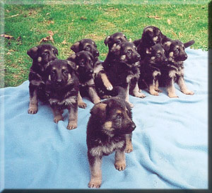 german shepherd puppies blanket