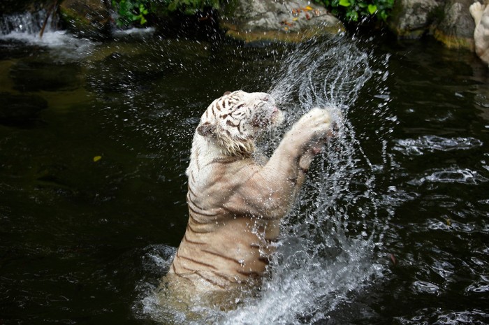 Gambar Harimau Putih Menerkam Terbaru gambarcoloring