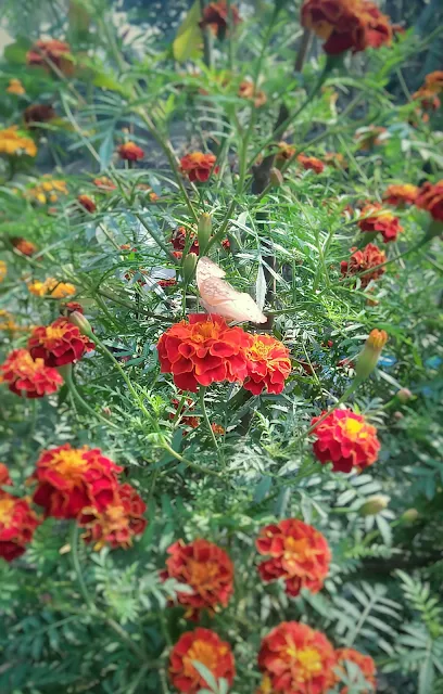 The beautiful butterfly photo was taken in the morning when the butterfly was sitting on a marigold flower in the light sun | beautiful butterfly and flower picture | Beautiful flowers with butterfly.
