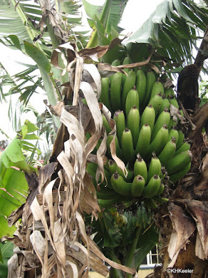 banana plant with fruit