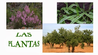 http://cplosangeles.juntaextremadura.net/web/edilim/curso_4/cmedio/las_plantas/las_plantas/las_plantas.html