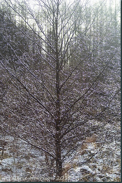 12-sparkling-tree