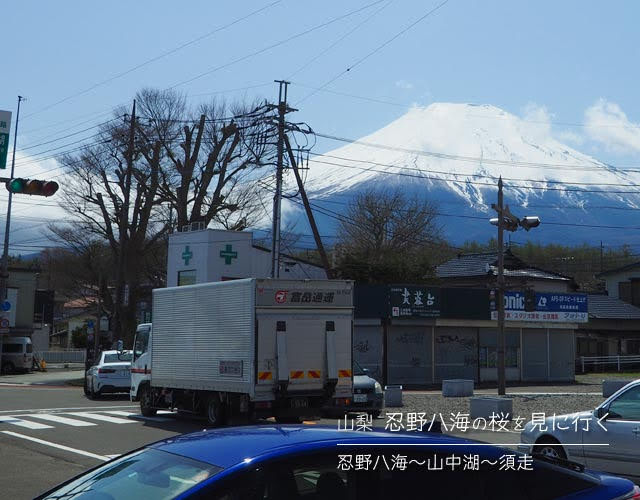 忍野八海の桜を見に行く旅 