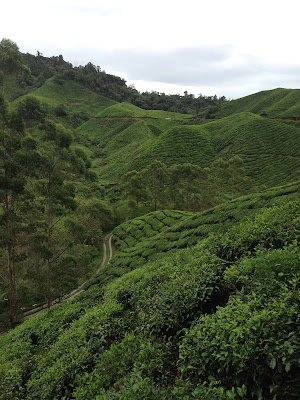 BOH Tea Centre Sungei Palas