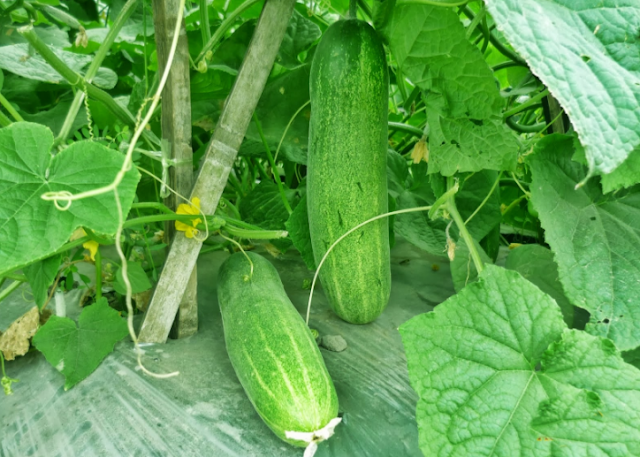 Cucumber Salad with Mayo 1