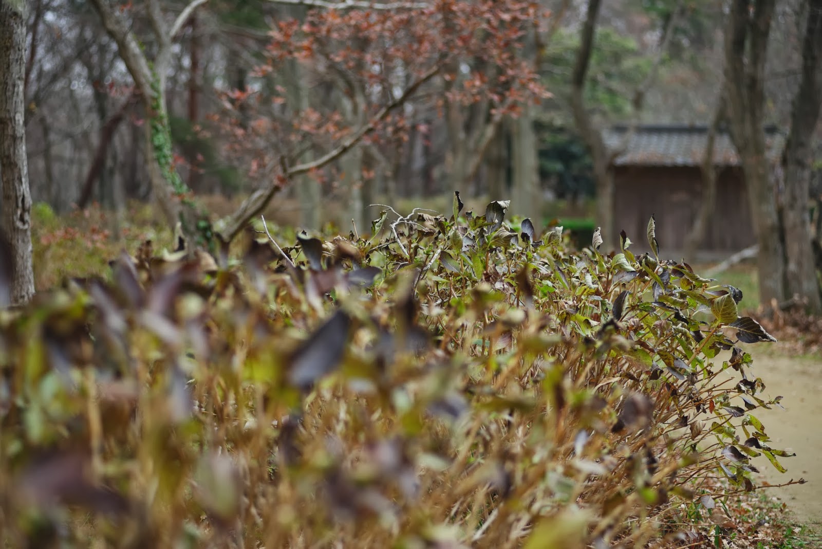 冬を迎える紫陽花の葉