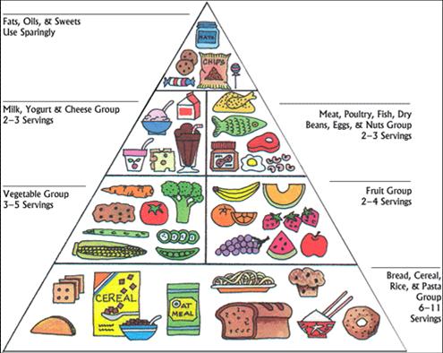 Honovylys: food chain pyramid