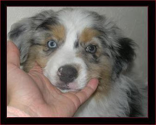 pastor australiano blue merle