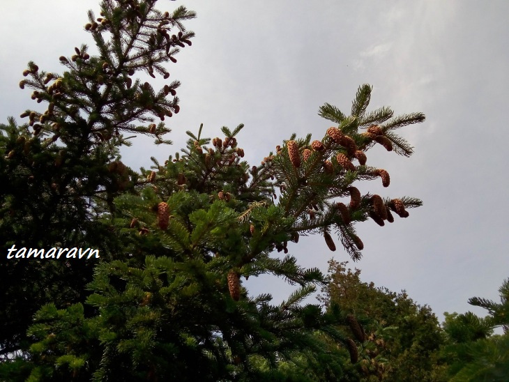 Ель аянская / Ель иезская (Picea ajanensis, =Picea jezoensis)