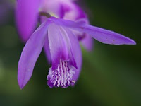 Bletilla striata Reichb. fil.