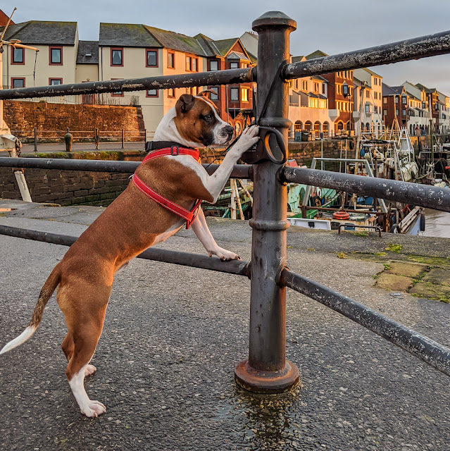 Photo of Ruby waiting for me to take a photo of the harbour