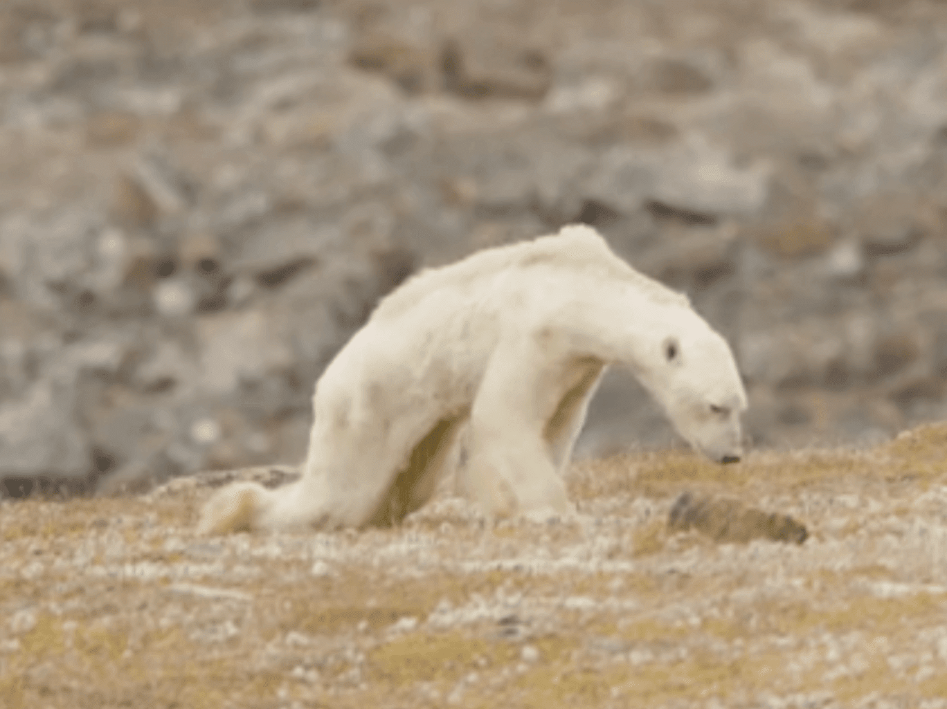 Heartbreaking Video Of Helpless Polar Bear Starving To Death