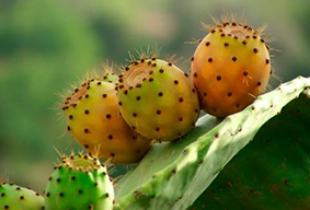 El Cerebro De Ninos Y Adolescentes El Cactus Propiedades Y