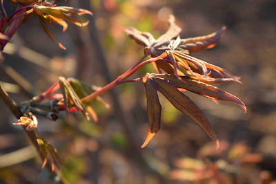 Azer palmatum 'Osakazuki'