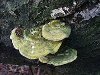 Trametes hirsuta