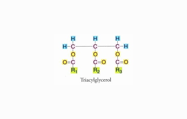 Chemical Structure of Lipids (Fats)