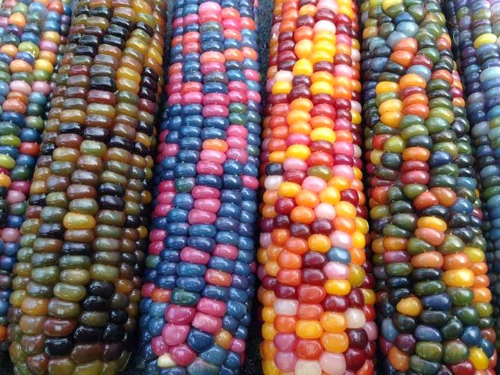 Video dan Gambar  Jagung Berwarna  Warni  Pelangi