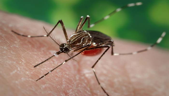 Dengue Fever Outbreak in Turbat: An Urgent Plea for Action,Irshad Kulanchi  Turbat, Balochistan