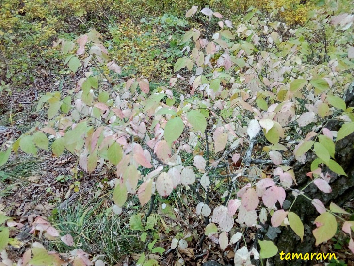 Бересклет малоцветковый (Euonymus pauciflorus)