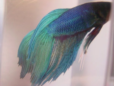 japanese fighting fish