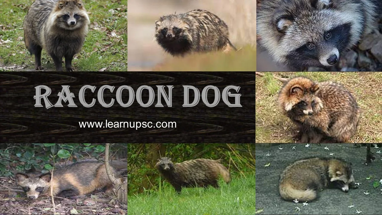 Raccoon Dog