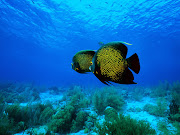 Angel fish Under Water. Angel fish Under Water