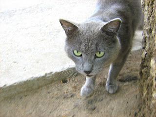 Green Eyes Smoky Hungry Cat