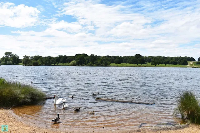 Richmond Park, Londres