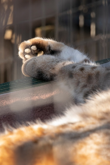 Animal Rescue conservation Folsom California Fur Zoo