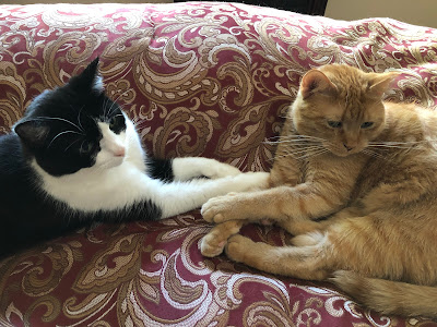 two cats on the bed