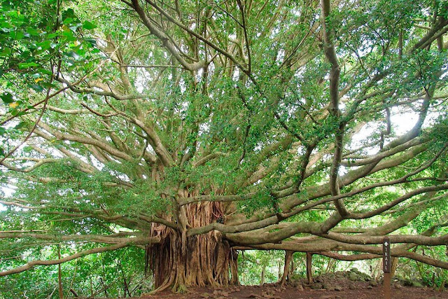 Великий баньян - дерево-лес