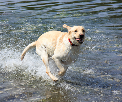 Labrador retriever running through water