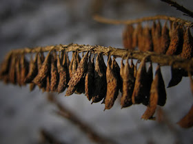 Bud and Seed Dormancy