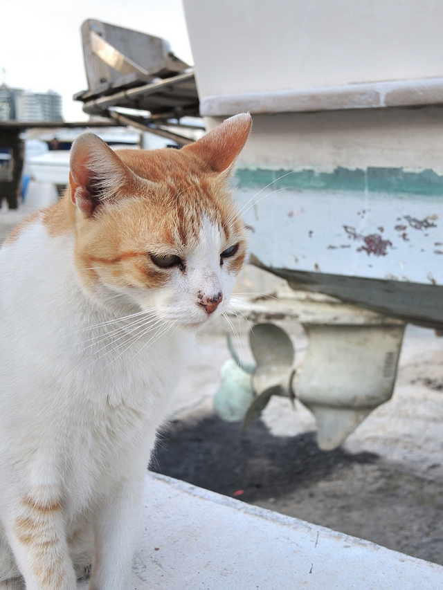 Malta: nog katten!