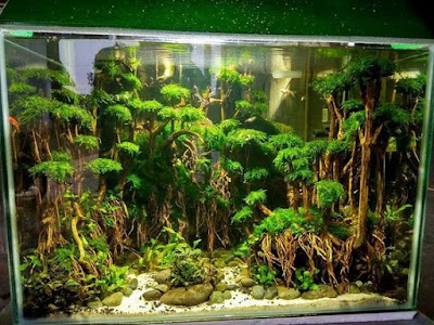 Desain Aquascape