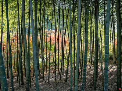 Bamboo grove and autumn leaves: Kencho-ji