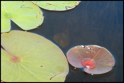 Kayaking Seal Cove Pond 244