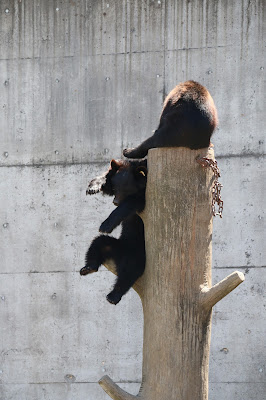 秋田　観光　くまくま園　子供　喜ぶ　家族連れ　ファミリー　動物園