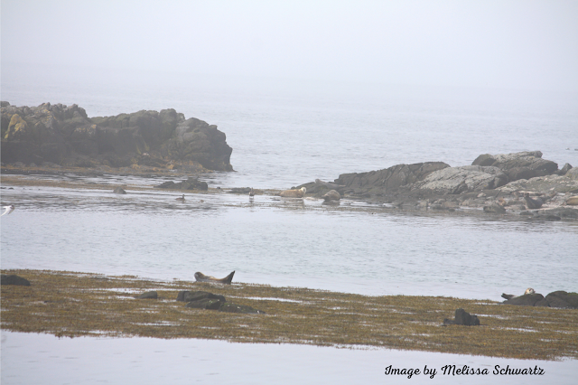 Seals lounging on the beach and rocks at Illugastaðir.