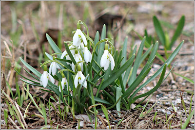 April 20, 2019 Driving to Wiarton where wild spring flowers are popping up everywhere.