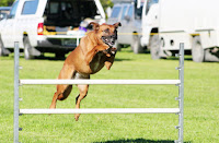 Dog Father Training4