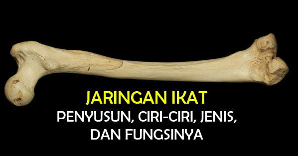  Jaringan  Ikat Fungsi Ciri Klasifikasi Gambar dan 