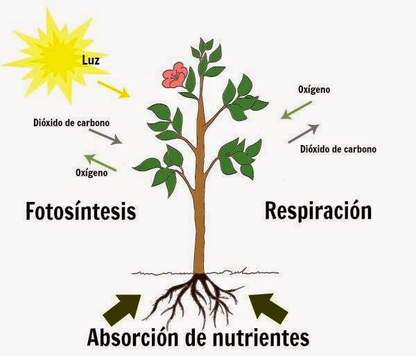 Resultado de imagen de la funcion de nutricion de las plantas