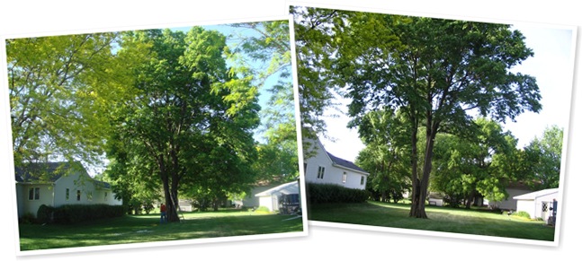 View Before and after Tree