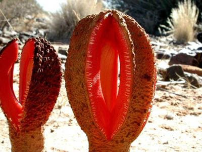 The World's Most Unusual Plants and flowers 03