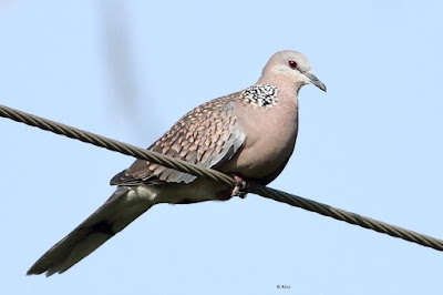 Spotted Dove