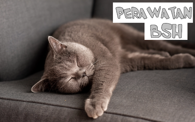 British Shorthair Harga