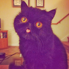 Funny cats - part 97 (40 pics + 10 gifs), cat pictures, black cat with big eyes sticks its tongue out