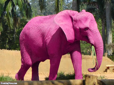 http://www.freakingnews.com/Pink-Elephant-Pics-82641.asp