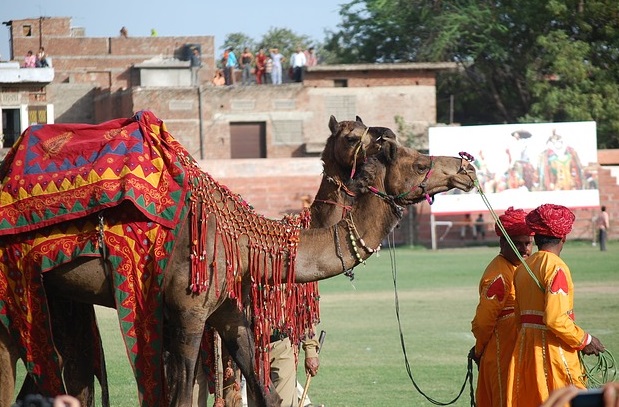 Learn about camels, where they live, what they eat, and their amazing adaptations.  Dromedary, wild Bactrian, domesticated dromedary camels. #kellysclassroomonline